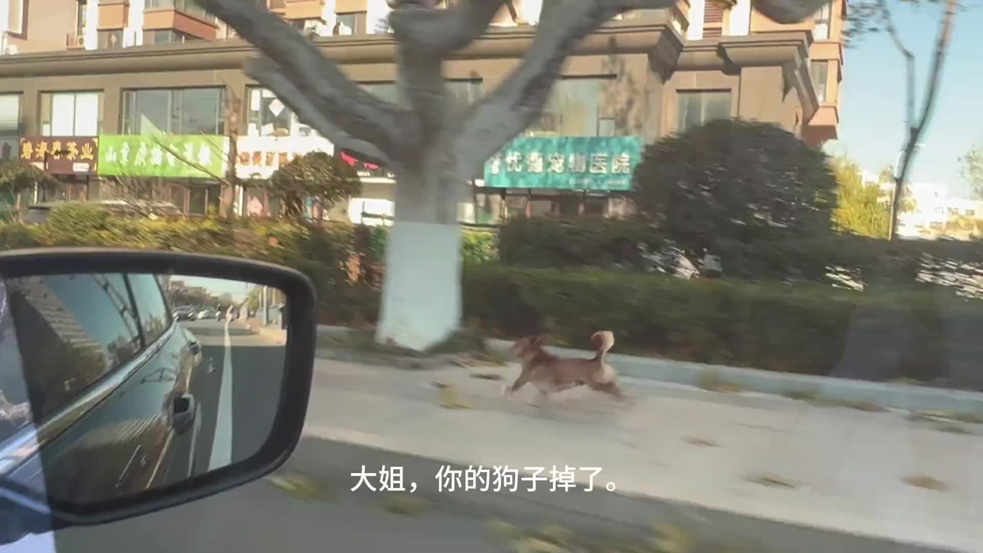狗子今天差点就流浪了，下车撒尿主人跑了