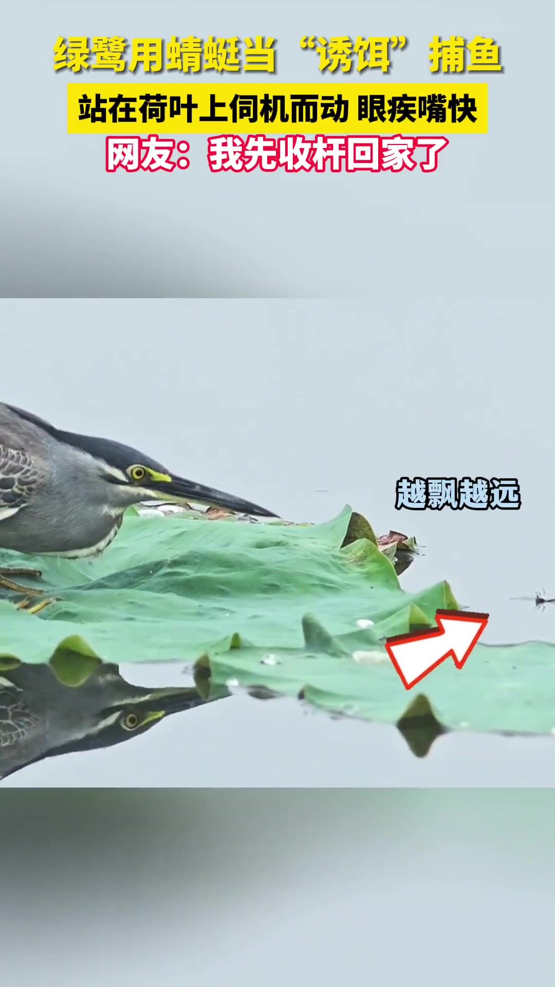 老谋深算的资深钓手绿鹭立于荷叶之上以蜻蜓作“饵”垂钓一击即中