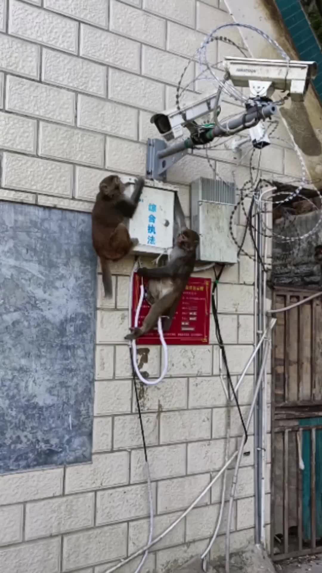 两位高级技工在检查线路，已经发现线路问题，去找工具了！