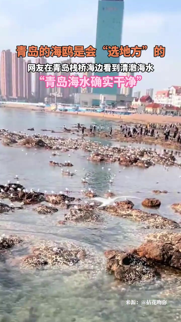 青岛的海鸥是会“选地方”的，网友在青岛栈桥海边看到清澈海水
