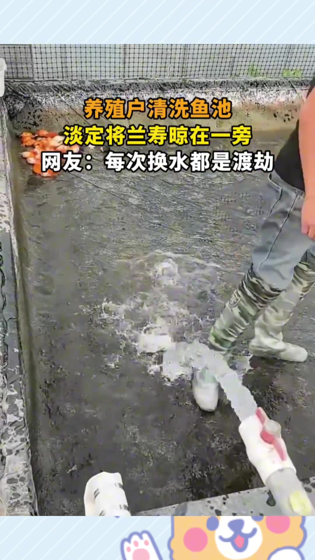 养殖户清洗鱼池，淡定将兰寿晾在一旁