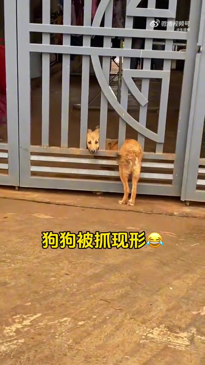狗狗：我一直在家，没有去玩啊主人！