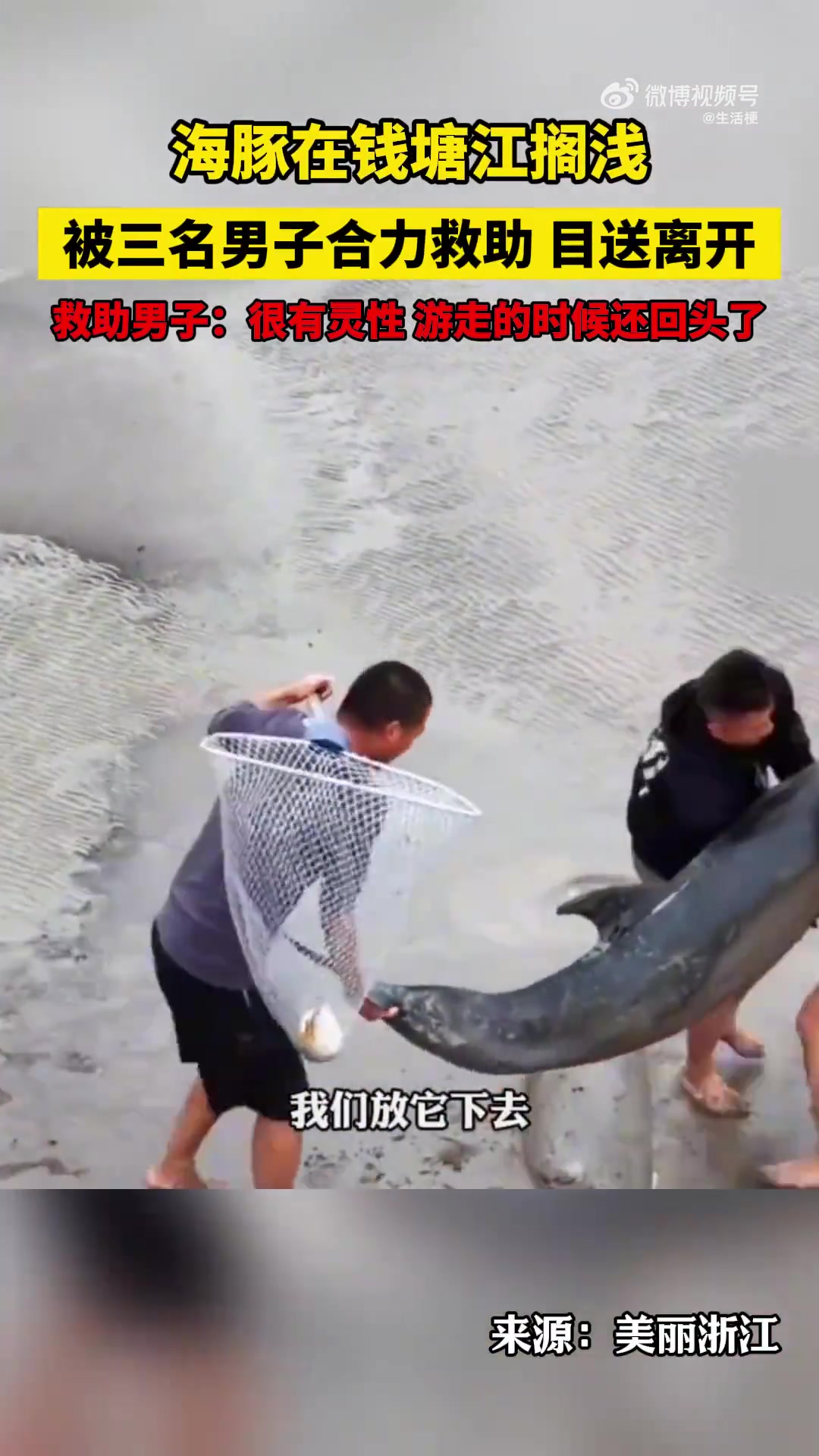 海豚搁浅钱塘江被三位男子合力救助，很有灵性,游走的时候回头！