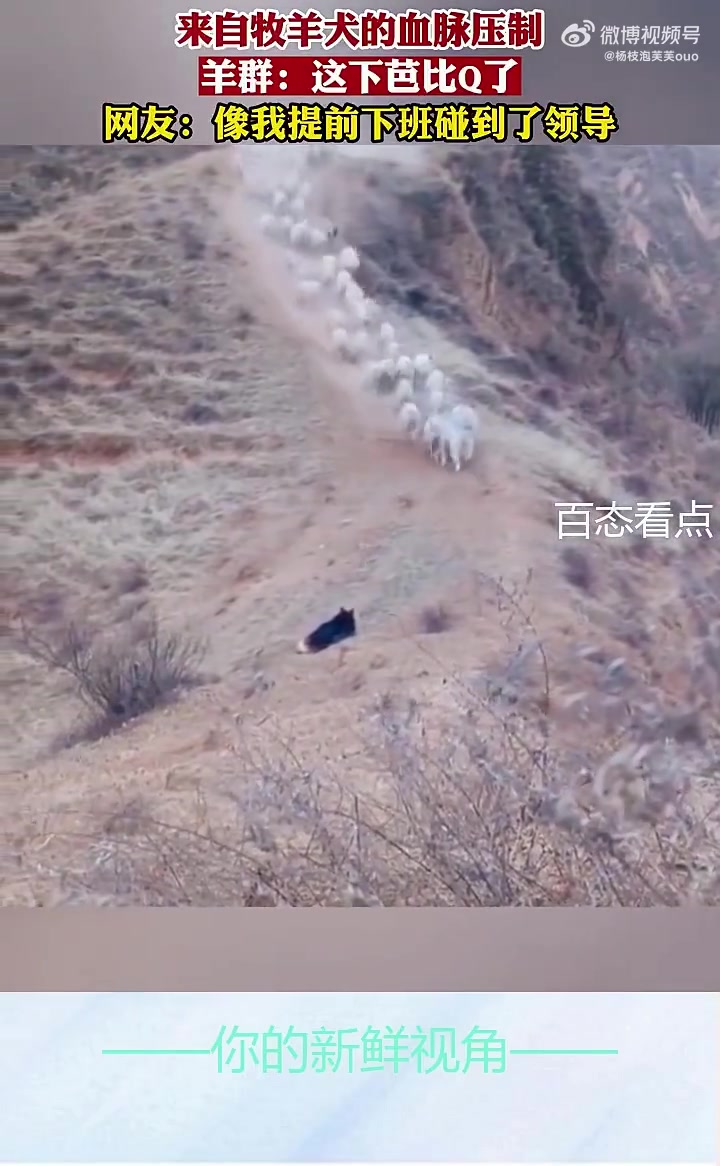 来自牧羊犬的血脉压制