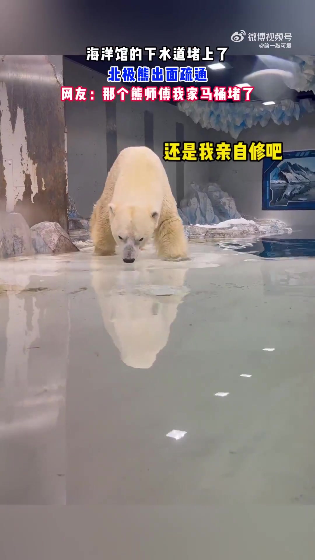 海洋馆的下水道堵上了，北极熊出面疏通