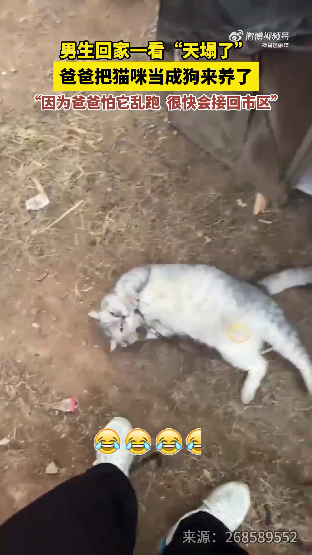 男生回家一看“天塌了”，爸爸把猫咪当成狗来养了