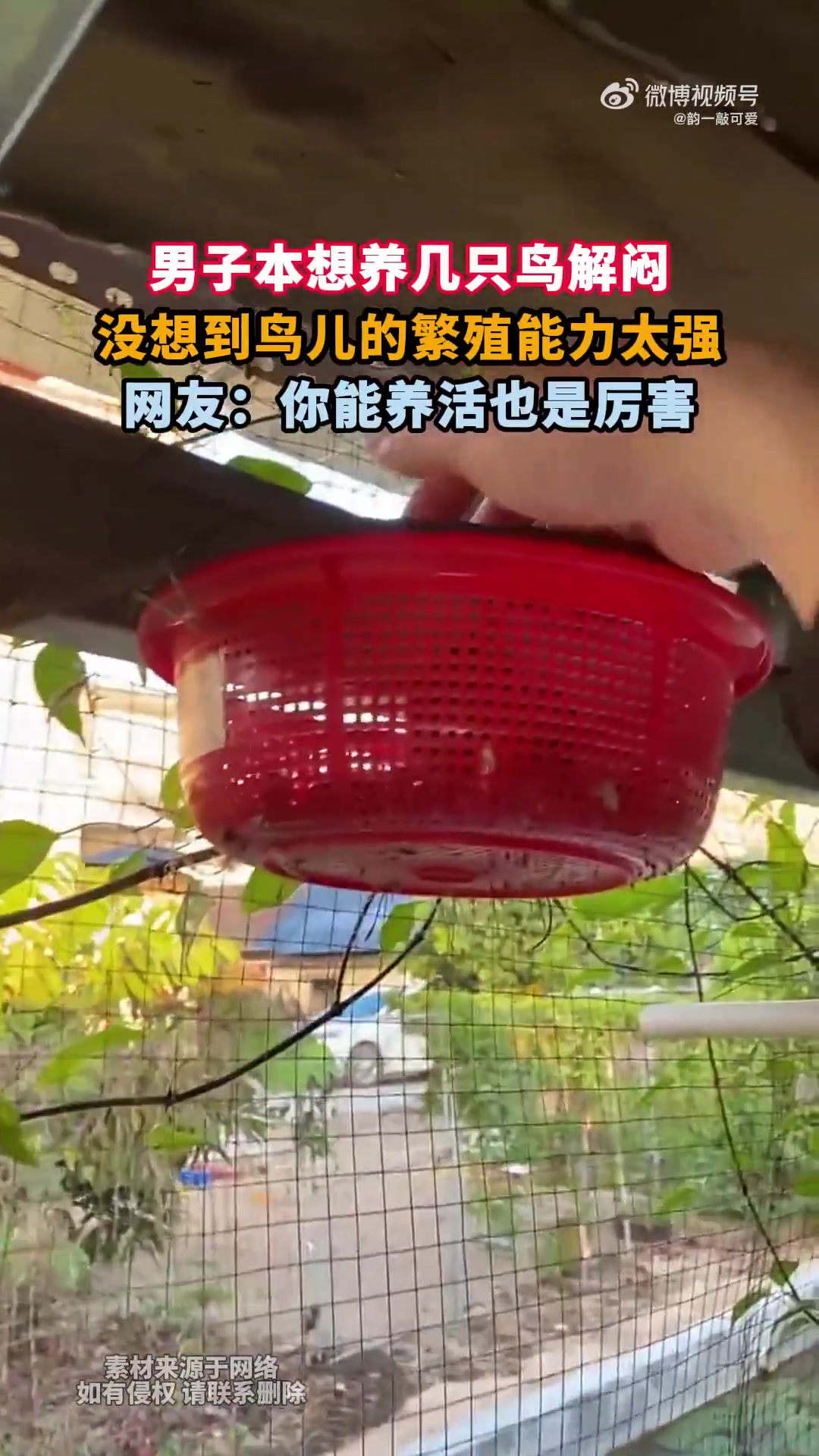 男子本想养几只鸟解闷，没想到鸟儿的繁殖能力太强