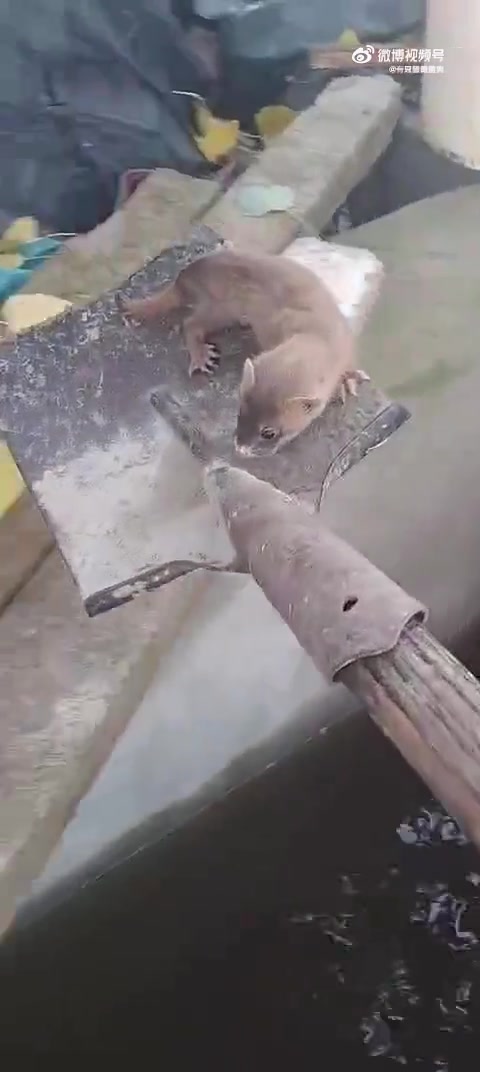 黄鼠狼妈妈很谨慎！第一次先拖一片树叶试试