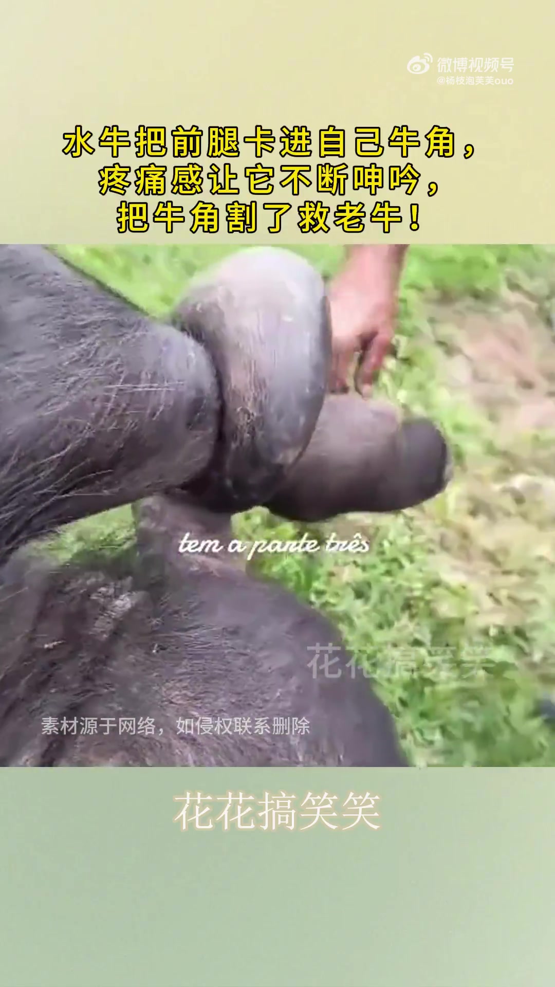 水牛把前腿卡进自己牛角，主人只能把牛角割了救老牛