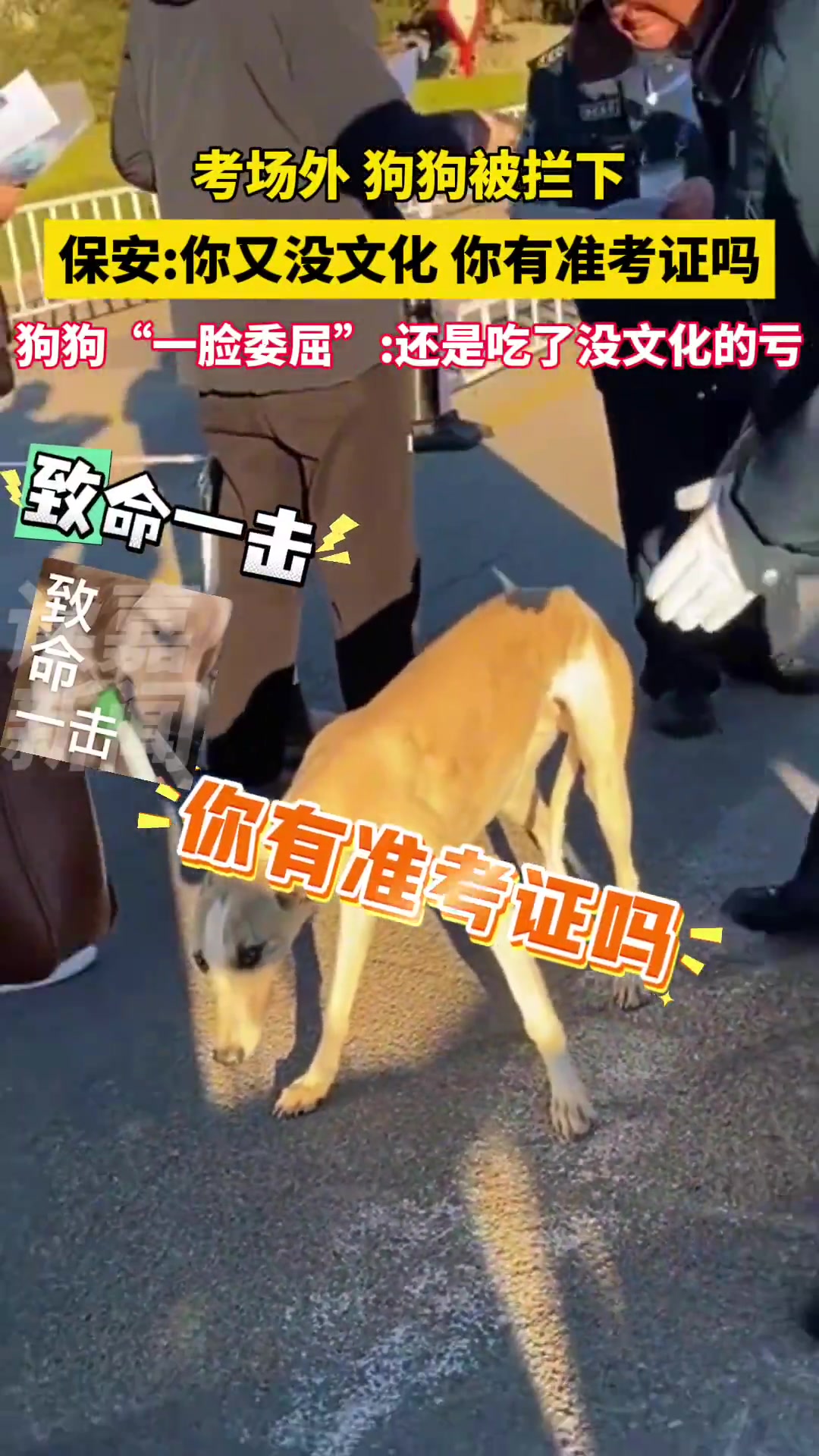 狗狗考场外被问有准考证吗