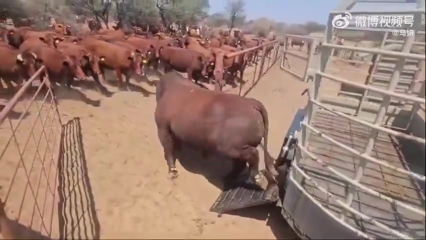 一头种公牛进入满是母牛的农场