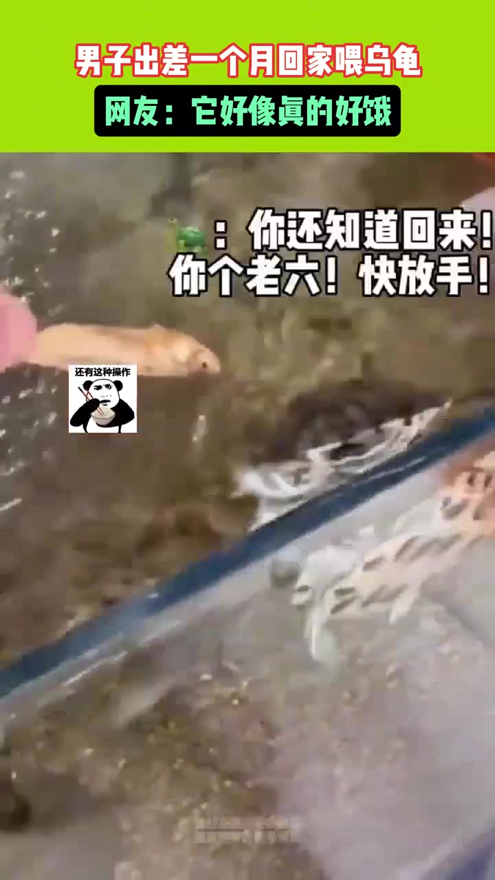 男子出差一个月回家喂乌龟，看起来乌龟是真饿了