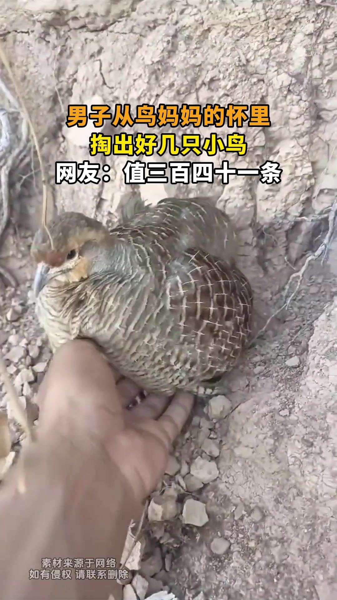 男子从鸟妈妈的怀里，掏出好几只小鸟，网友：值三百四十一条！