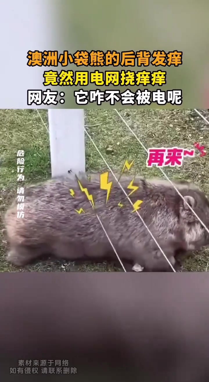 澳洲小袋熊背后发痒，竟然用电网挠痒痒
