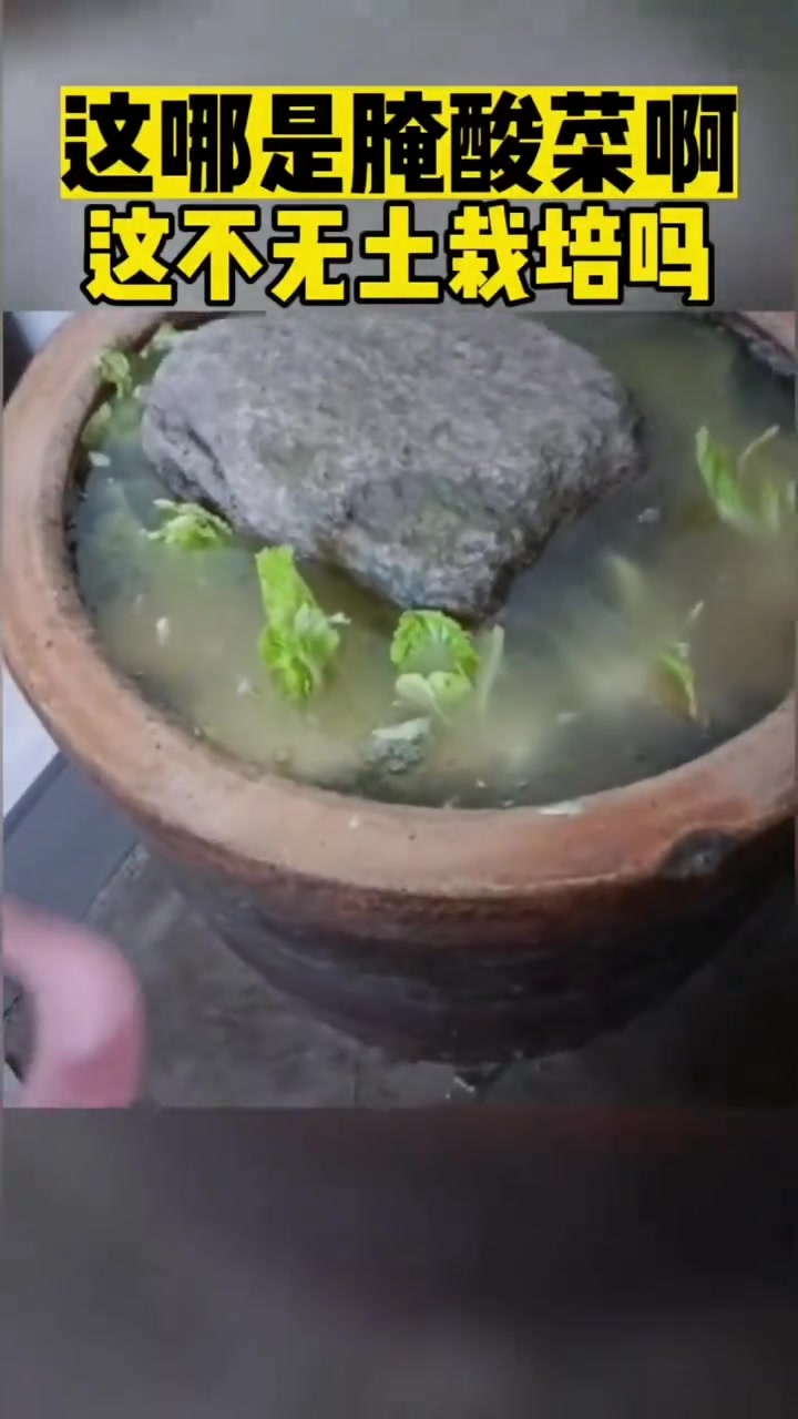 这哪是腌酸菜啊这不无土栽培吗！