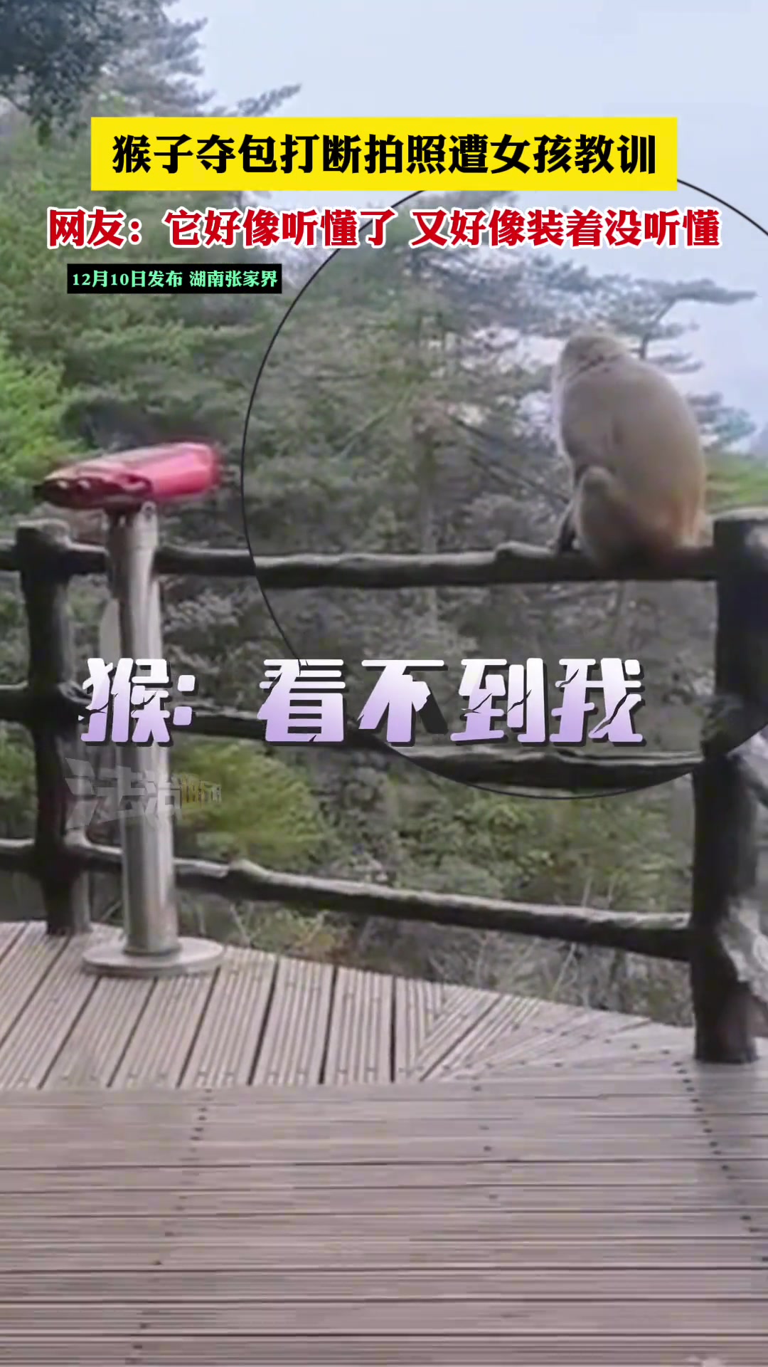 猴子夺包打断拍照遭女孩教训网友：它好像听懂了又好像装没听懂