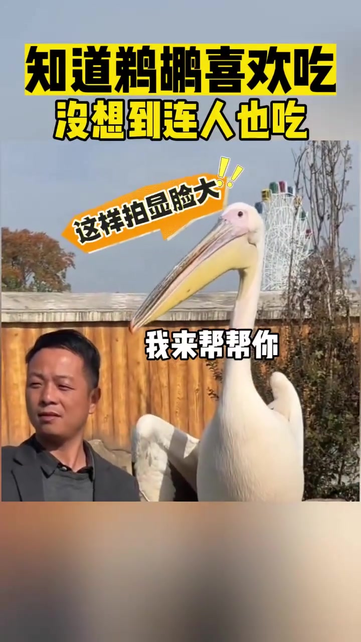 知道鹈鹕喜欢吃没想到连人也吃