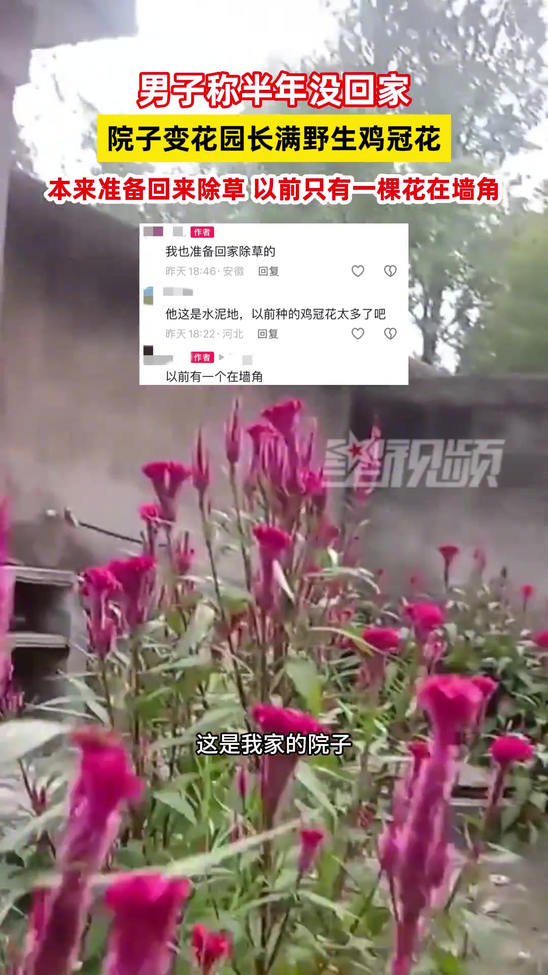 男子称半年没回家，院子变花园长满野生鸡冠花