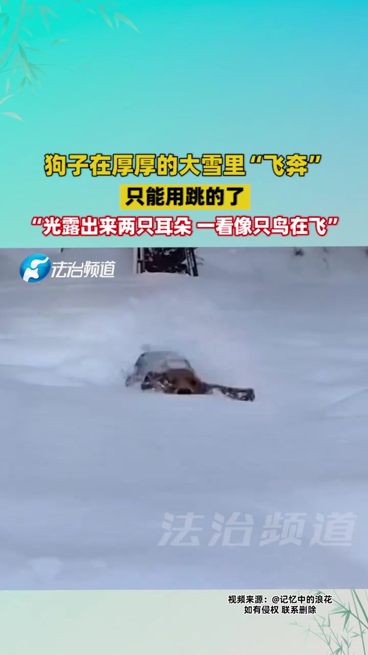 狗子在厚厚的大雪里“飞奔”只能用跳的了