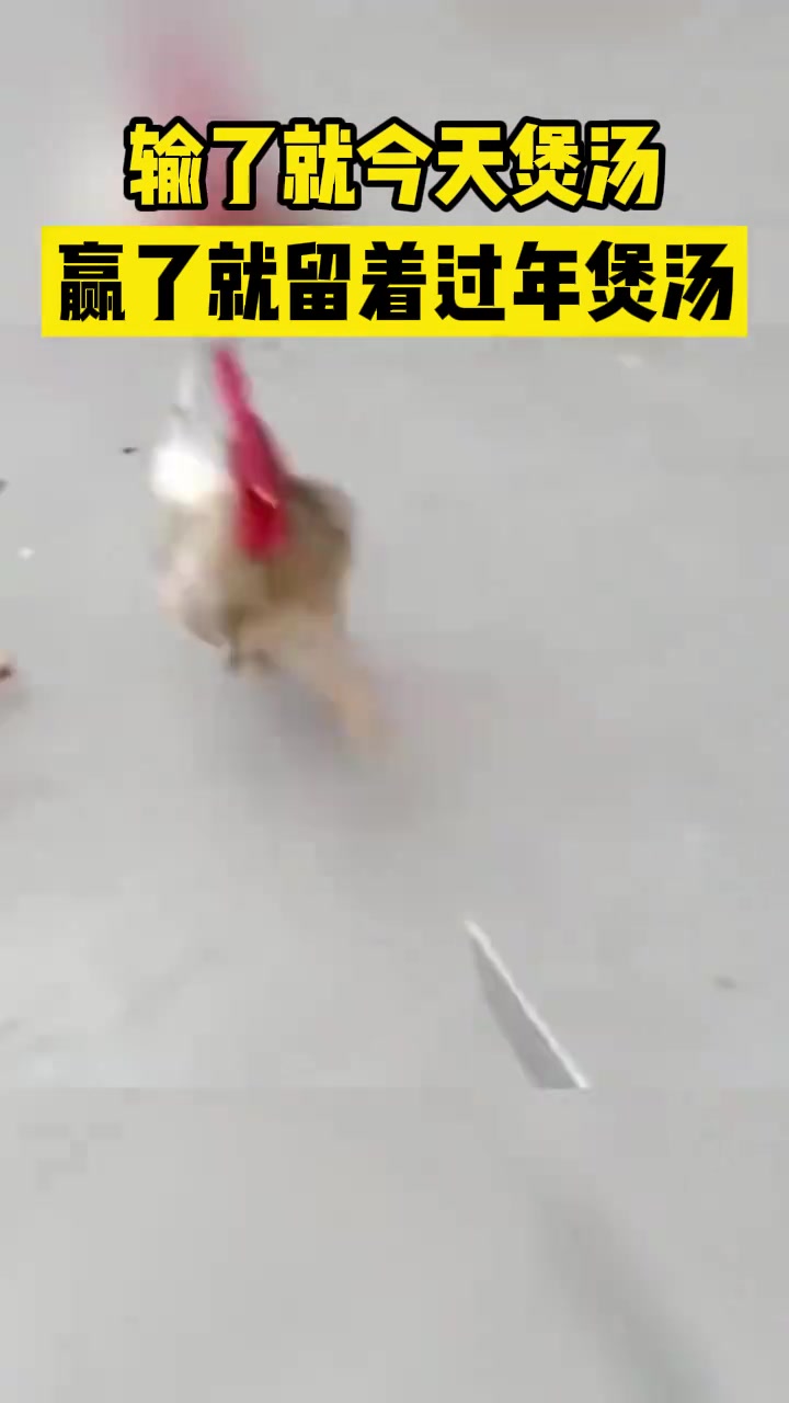 赢了就留着过年煲汤输了今天就煲汤