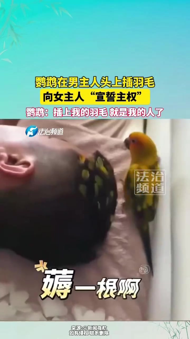 鹦鹉在男主人头上插羽毛，向女主人宣誓主权