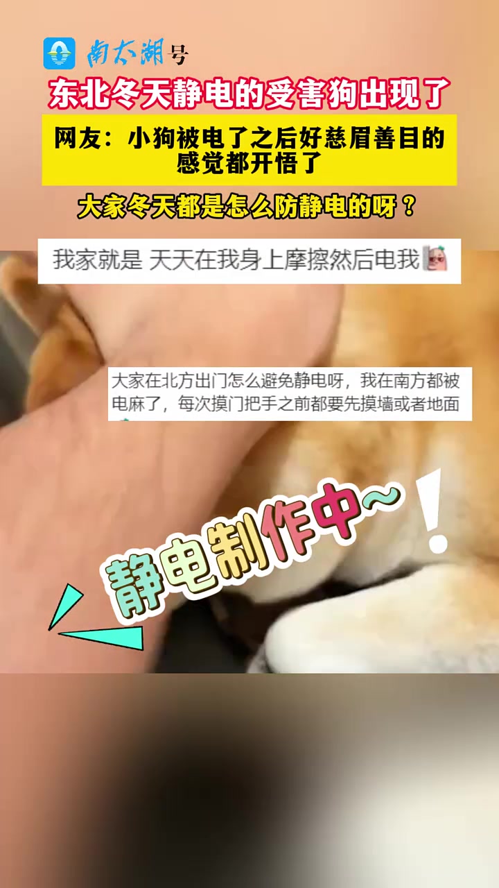 东北冬天静电的受害狗出现了