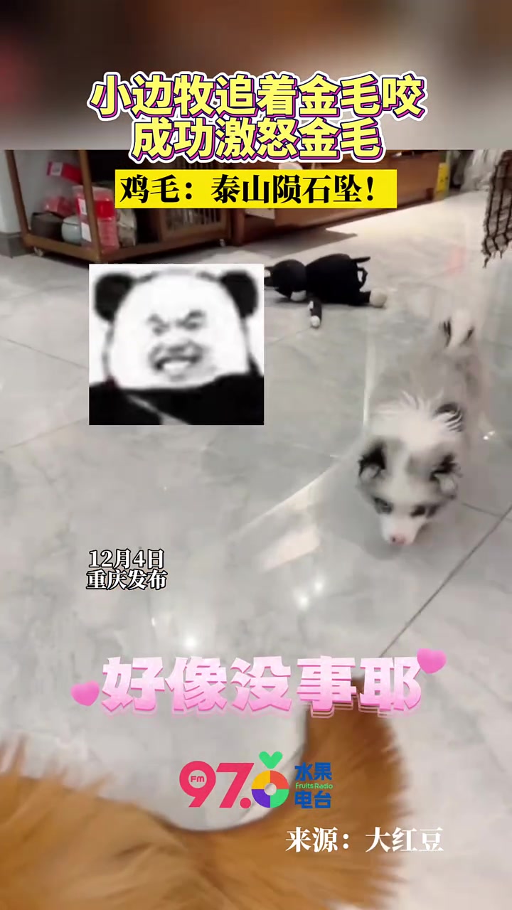 鸡毛：有点膨胀啊小伙子“边牧”金毛“初生牛犊不怕虎
