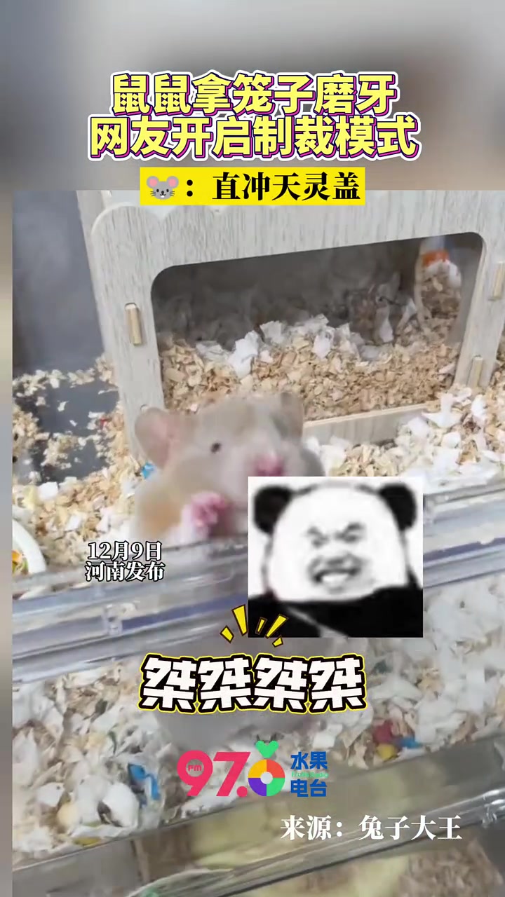 老鼠：味道有点冲啊