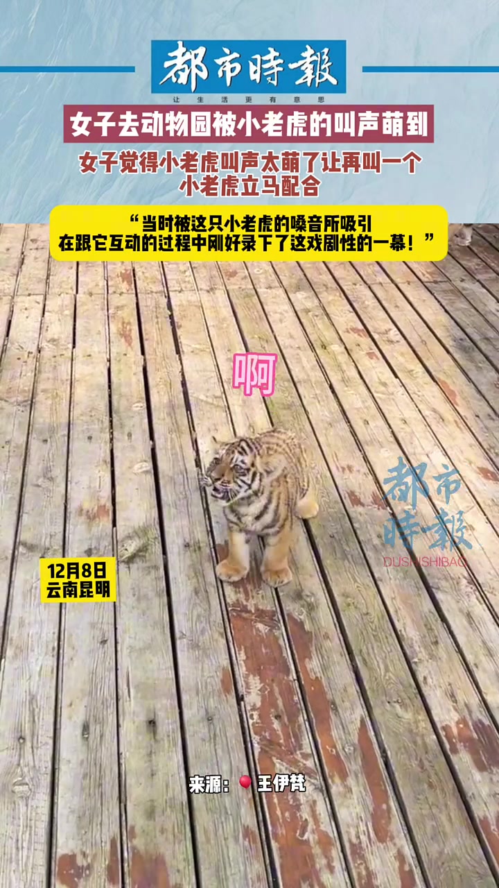 女子去动物园被小老虎的叫声萌到“小老虎叫声太萌了