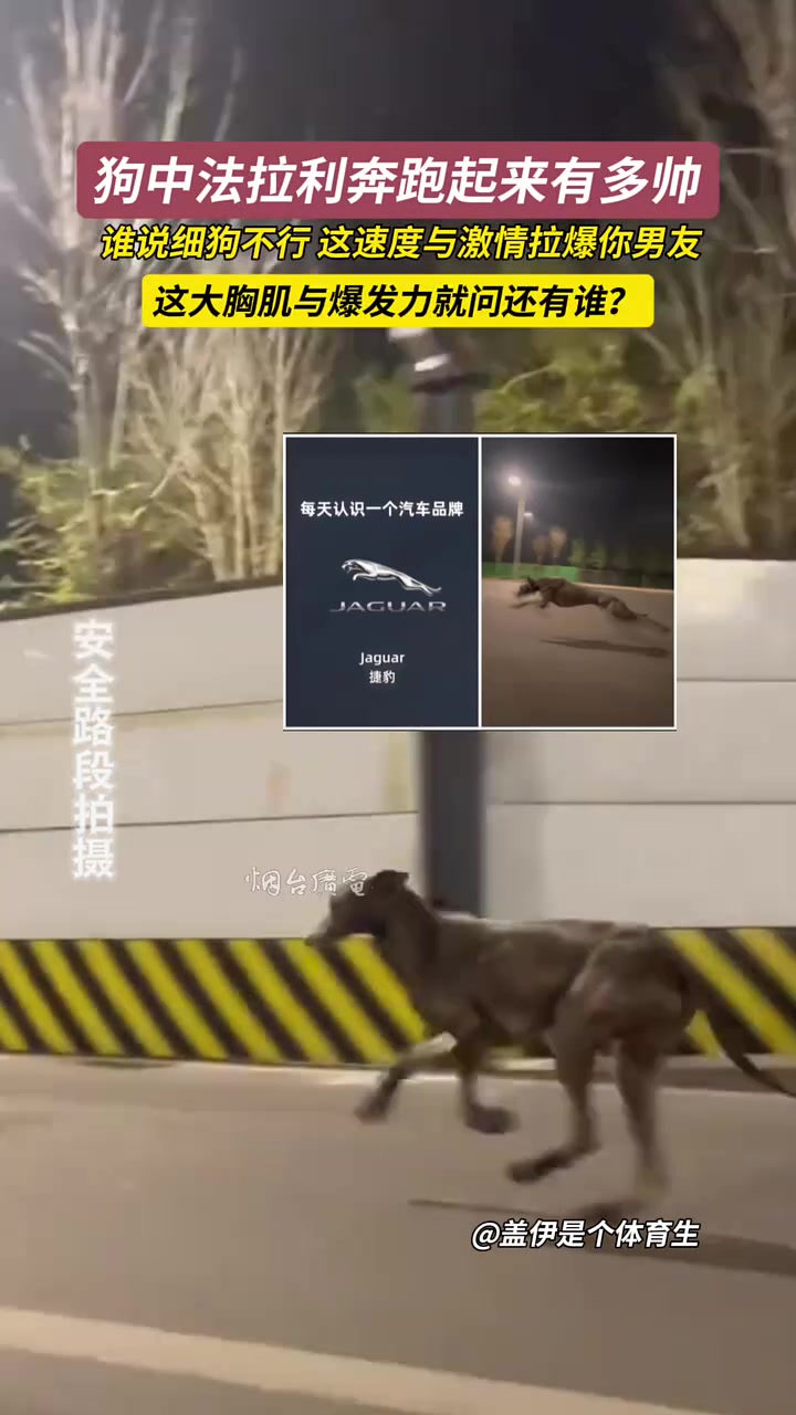 狗中法拉利奔跑起来有多帅，这速度与激情直接拉爆你男友