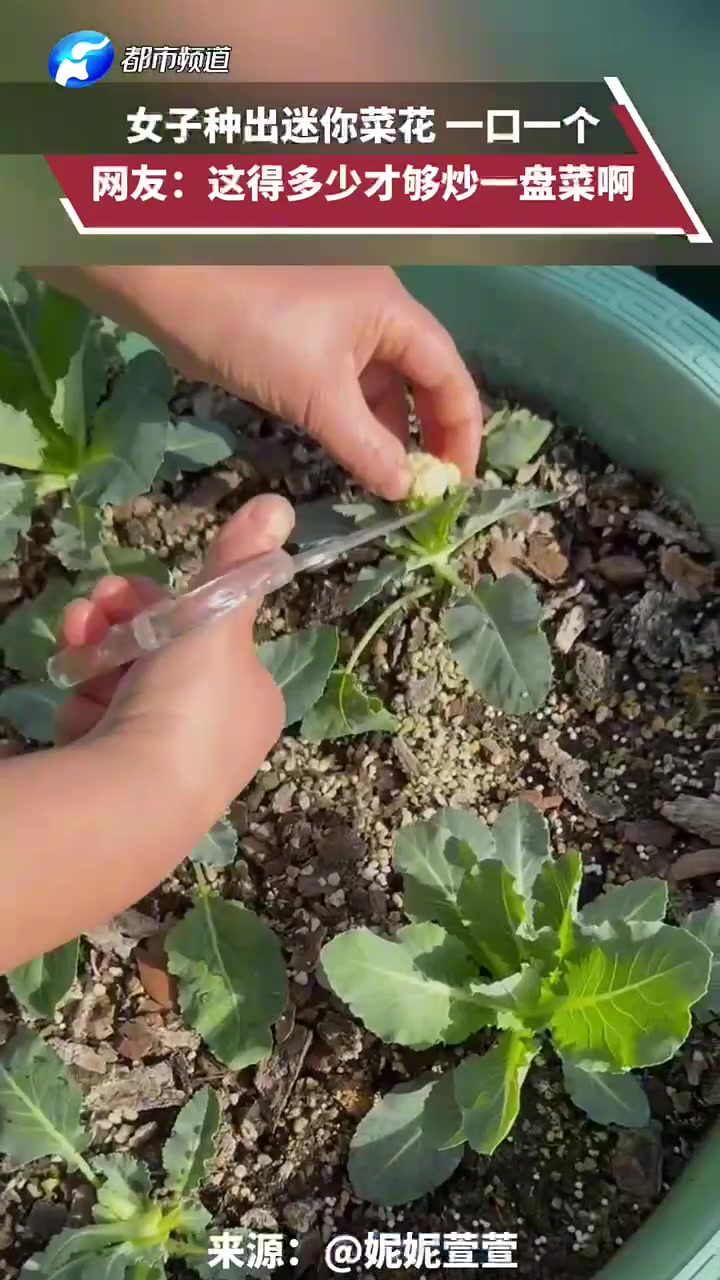 女子种出迷你菜花，一口一个，网友：这得多少才够炒一盘菜啊
