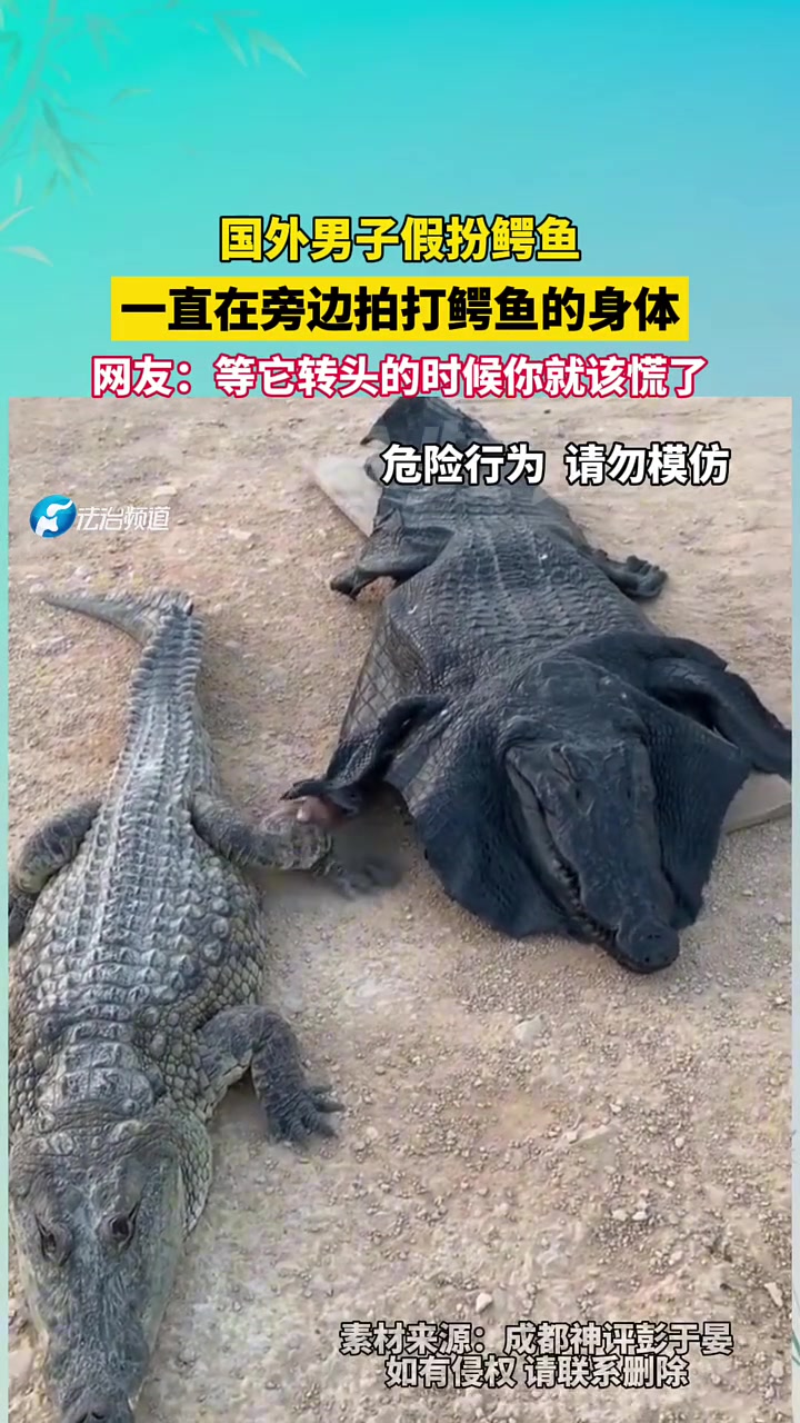 国外男子假扮鳄鱼，一直在旁边拍打鳄鱼的身体，转头就完了！