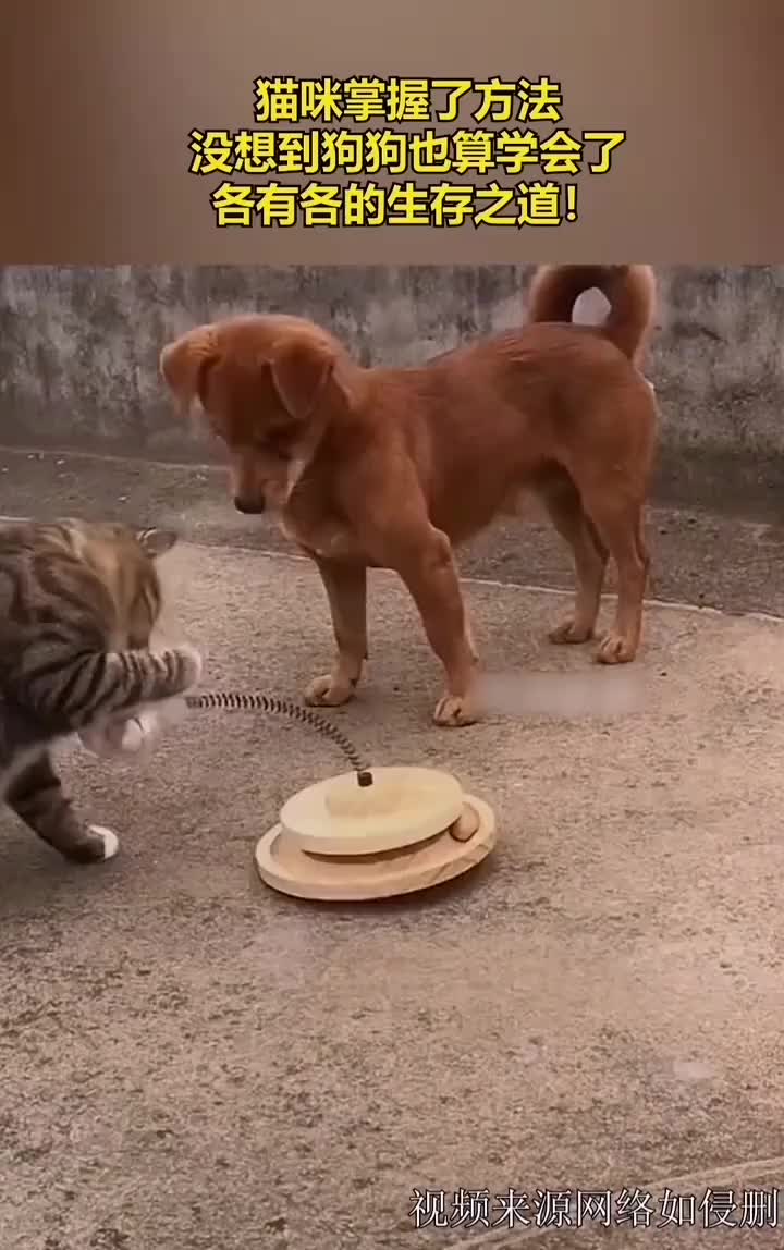 猫你是真的狗呀！