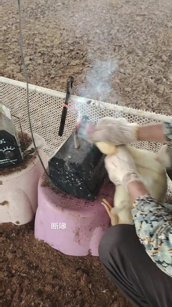 为什么要给鸭子断喙有懂的吧友说一下吗