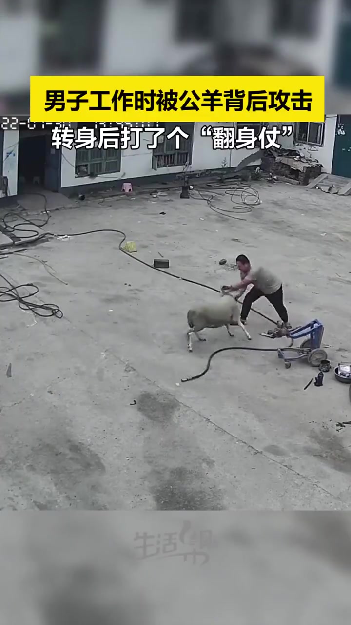 服不服一只公羊突然发起攻击男子一招将其制服！
