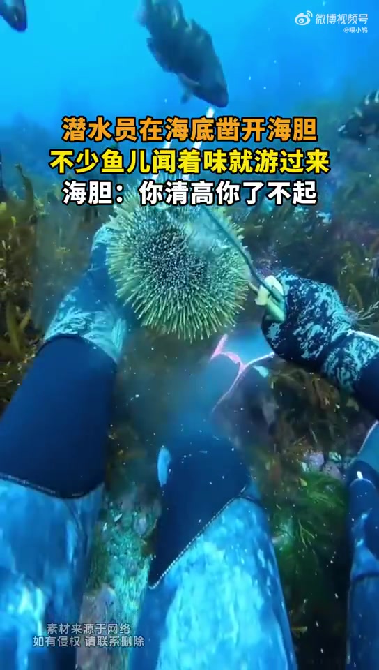 潜水员在海底凿开海胆，不少鱼儿闻着味就游过来