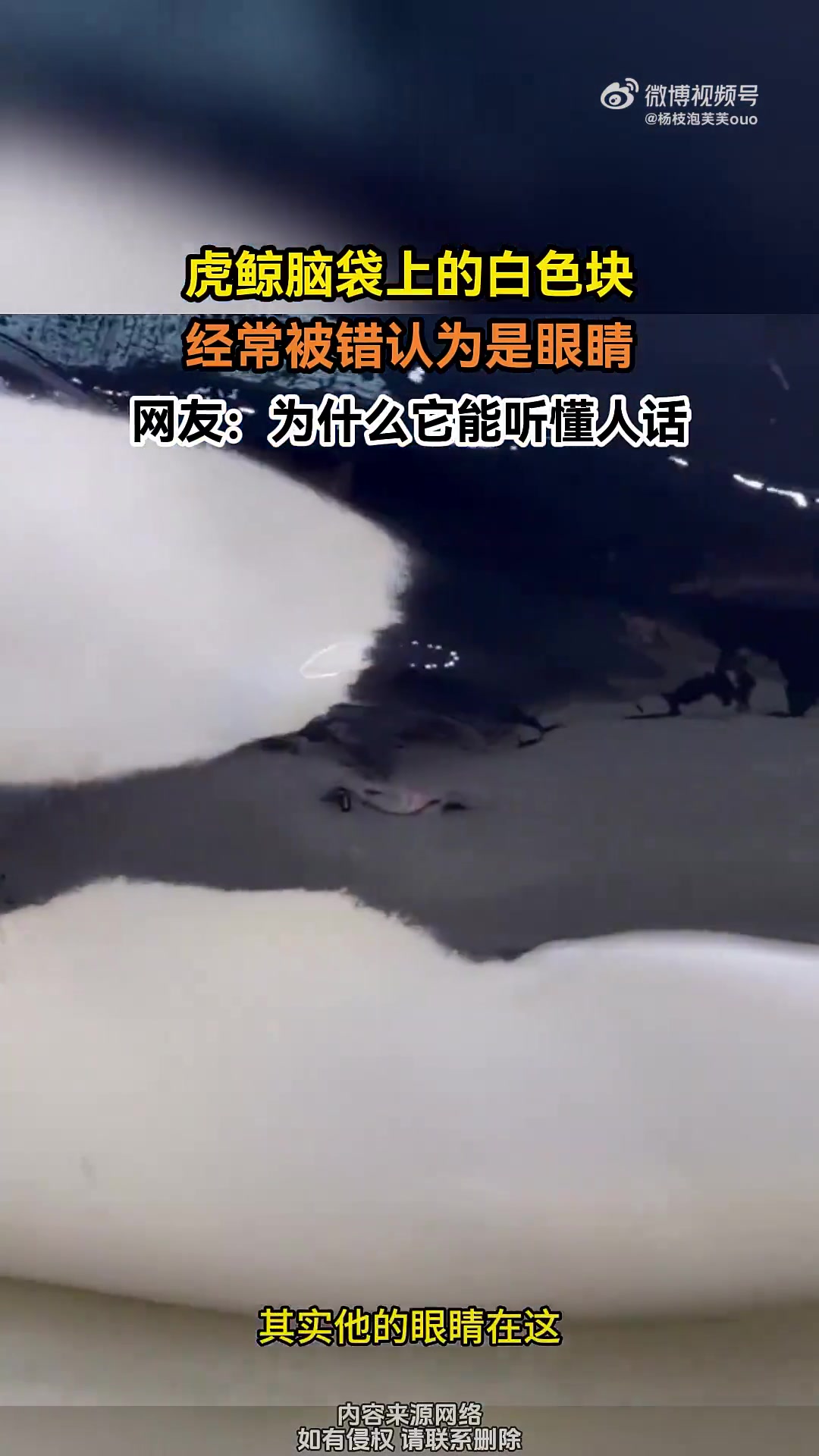 虎鲸脑袋上的白色块，经常被错认为是眼睛