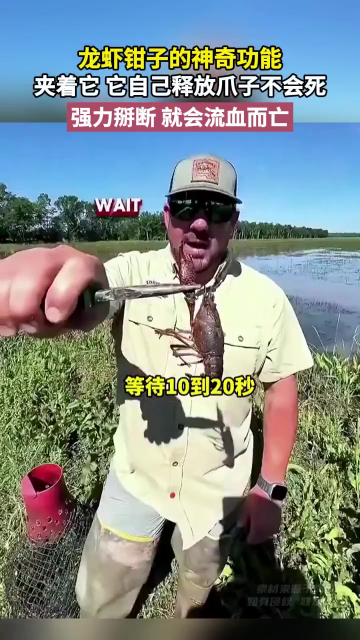 龙虾自己释放爪子不会死，强力掰就会流血亡