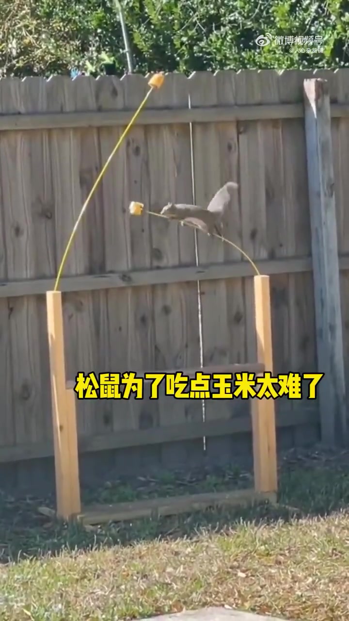 为了一口吃的，松鼠经历九九八十一难