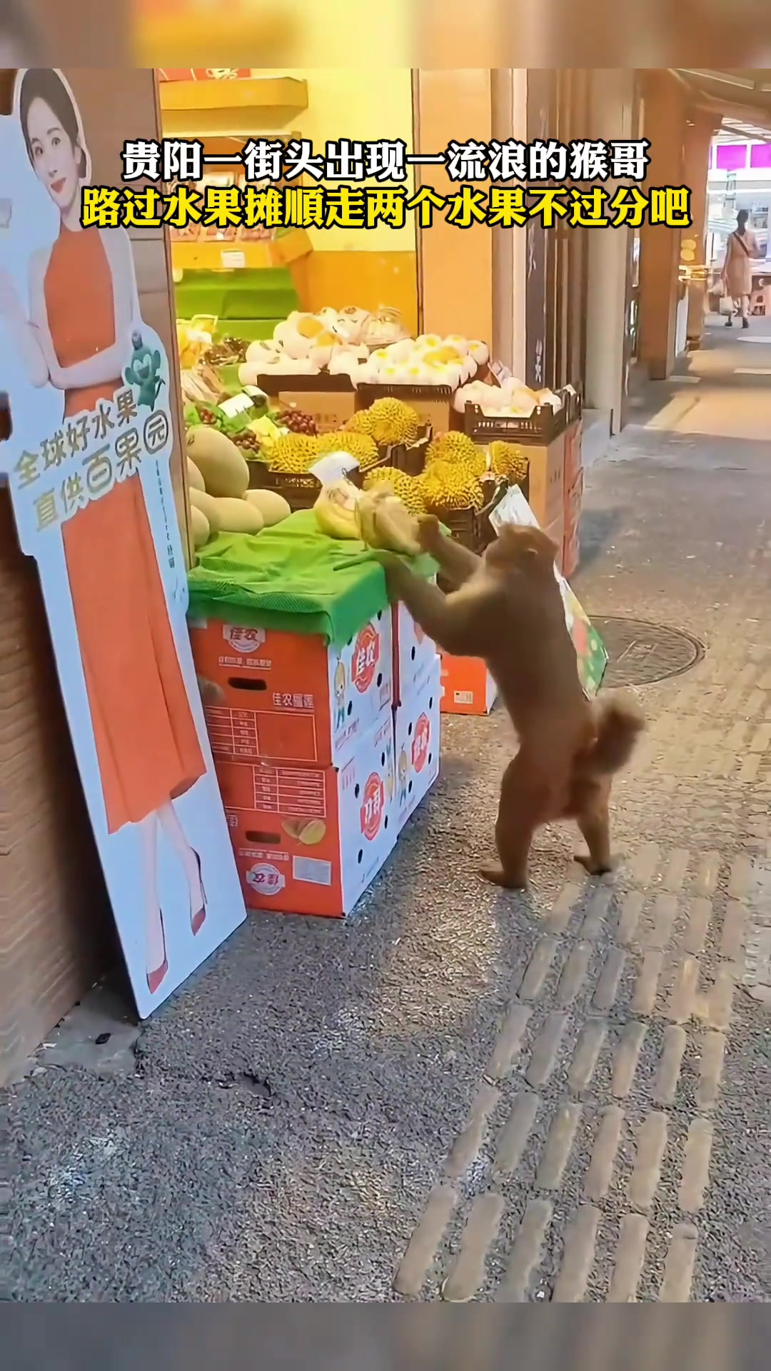 贵阳街头出现一流浪猴，路过水果摊顺走两个香蕉不过分吧