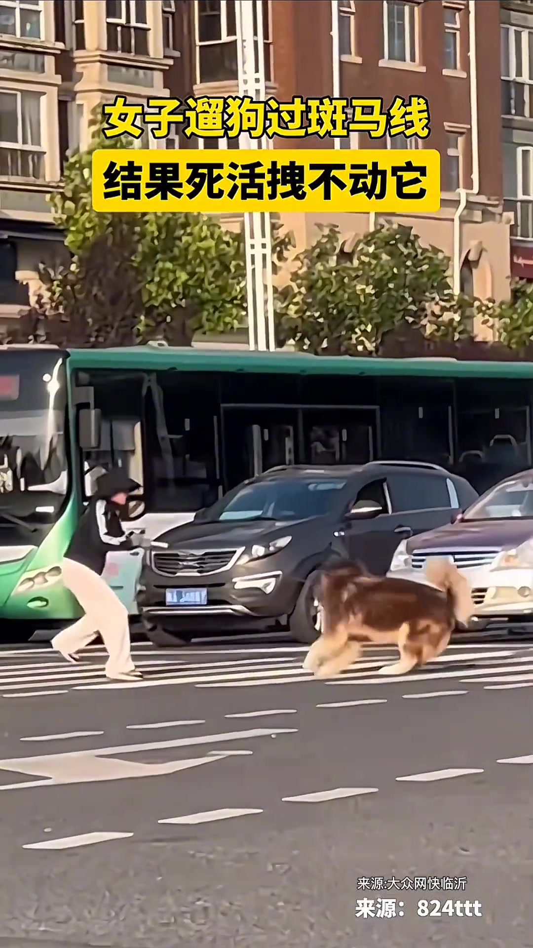 当主人跟养的狗子全都是倔种