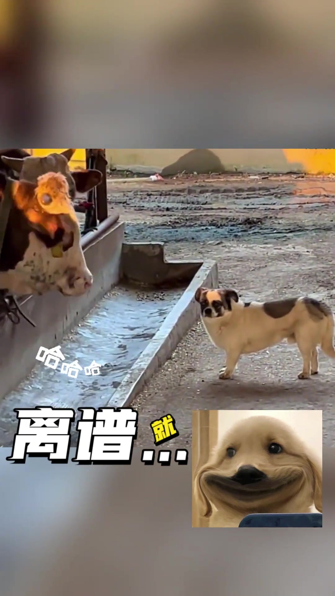 这牛很难评哈哈
