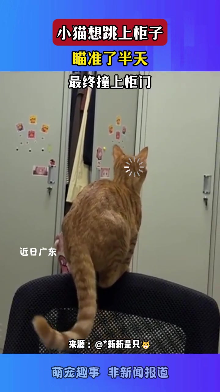 小猫想跳上柜子，瞄准了半天，最终撞上柜门