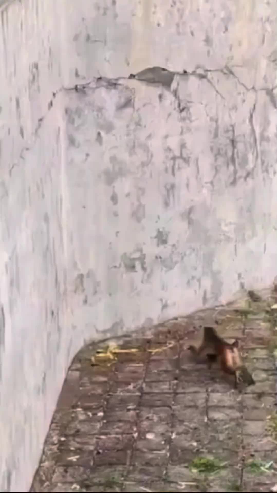 特工猴成功越狱