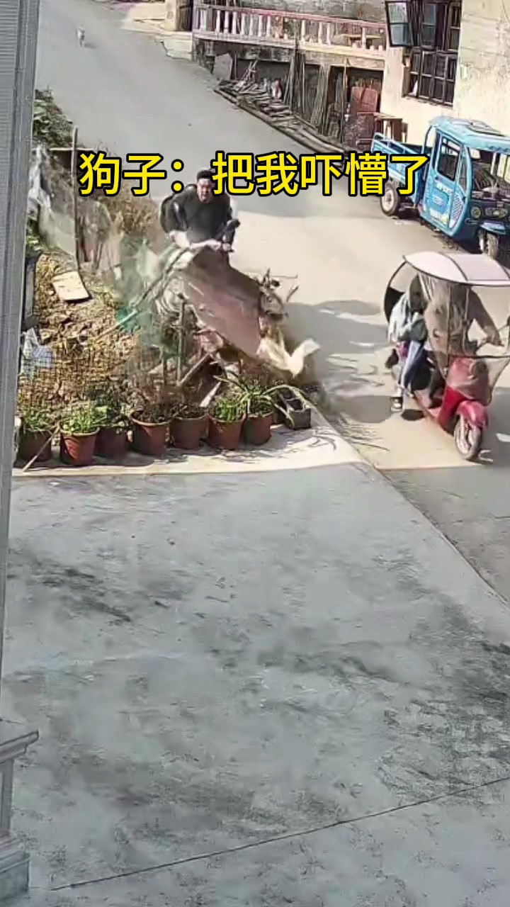 狗哥：叫你们骑车慢点吓死宝宝了