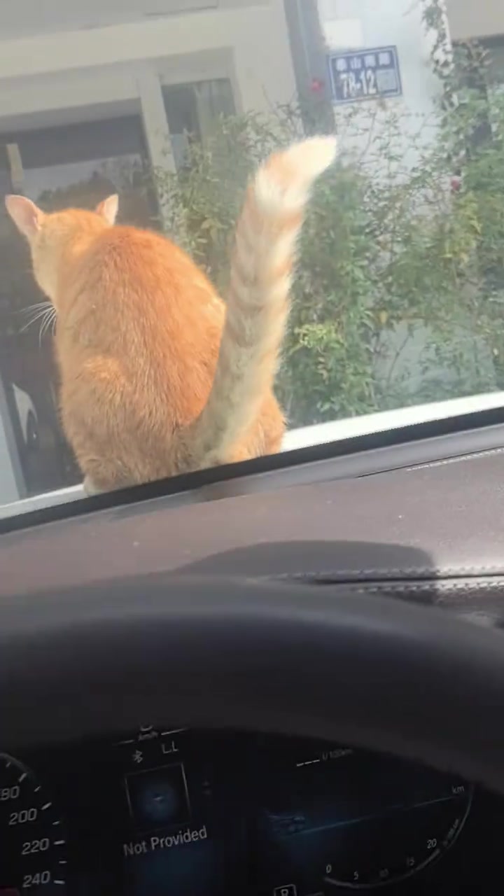 这个猫不讲武德
