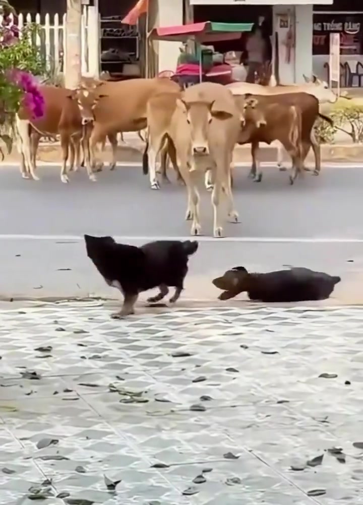 嘴是真硬，腿是真软