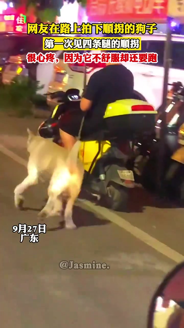 网友在路上拍下顺拐的狗子