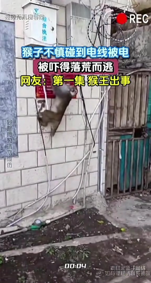 猴子不慎碰到电线被电，被吓得落荒而逃
