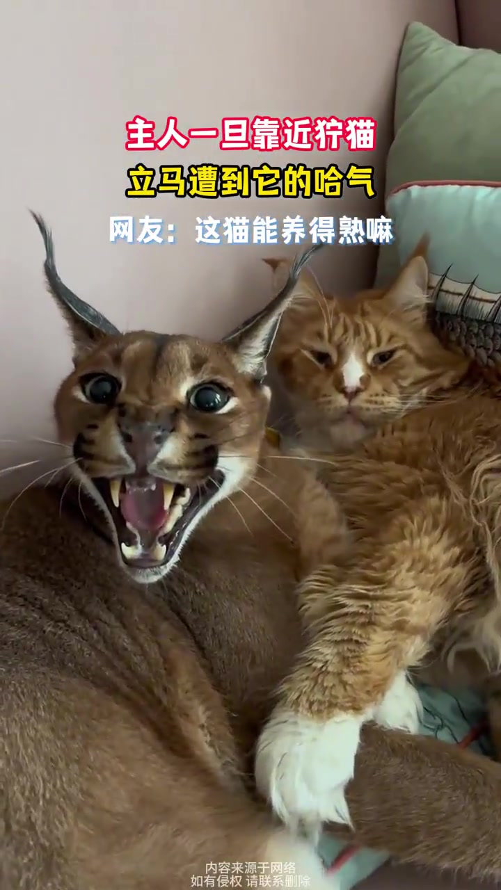 主人一旦靠近狞猫，立马遭到它的哈气，网友：这猫能养得熟嘛
